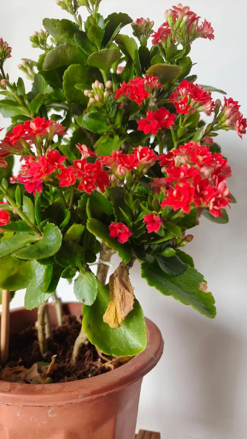 长寿花如何养，长寿花如何养得好？-第4张图片-优品飞百科