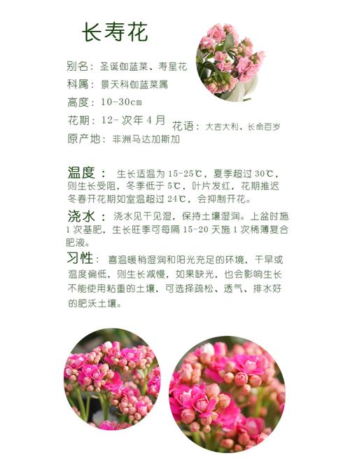 长寿花如何养，长寿花如何养得好？-第5张图片-优品飞百科