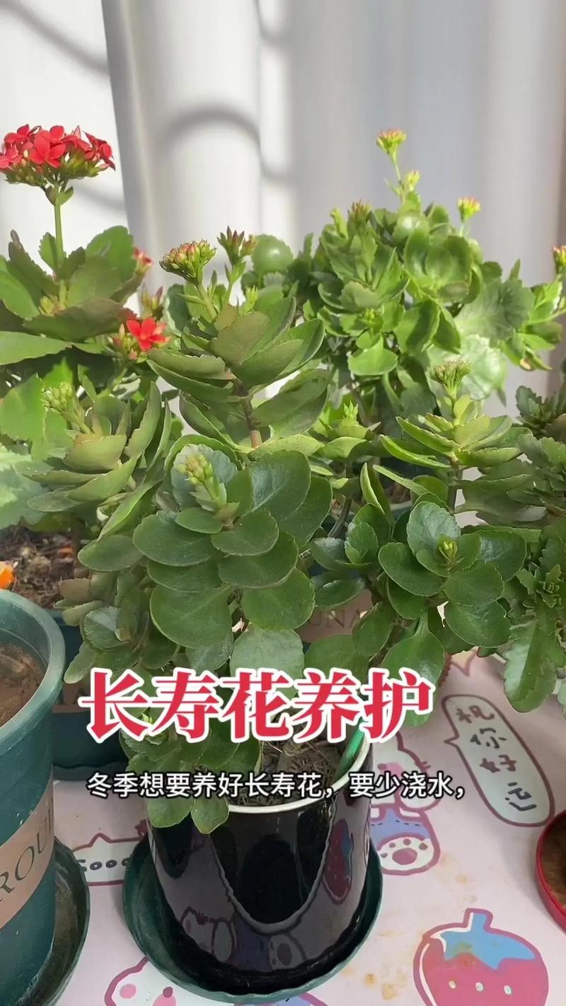 长寿花如何养，长寿花如何养得好？-第6张图片-优品飞百科
