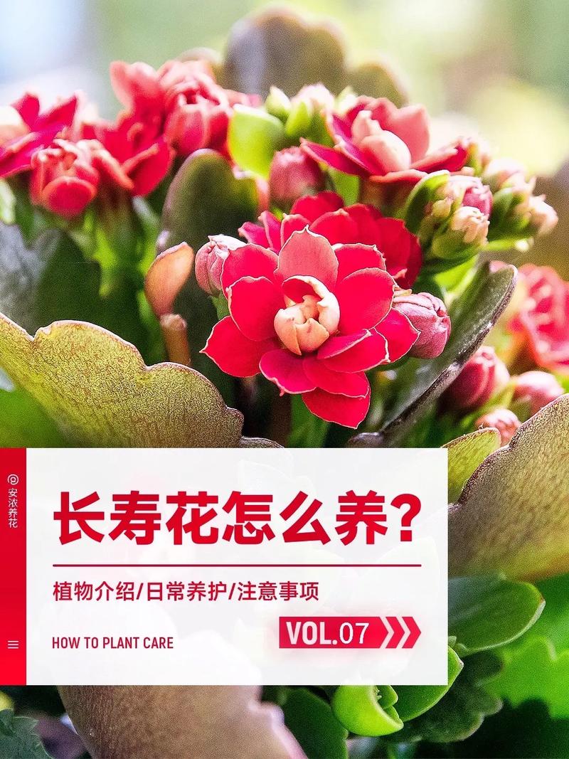 长寿花如何养，长寿花如何养得好？-第7张图片-优品飞百科