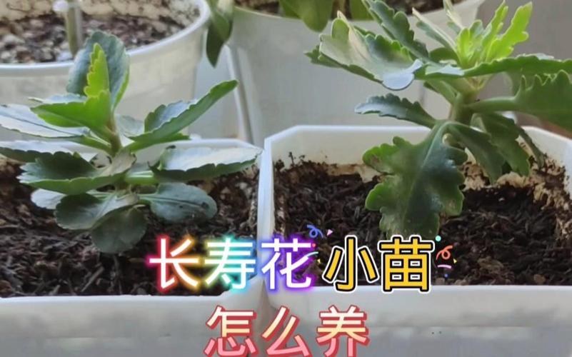 长寿花如何养，长寿花如何养得好？-第8张图片-优品飞百科