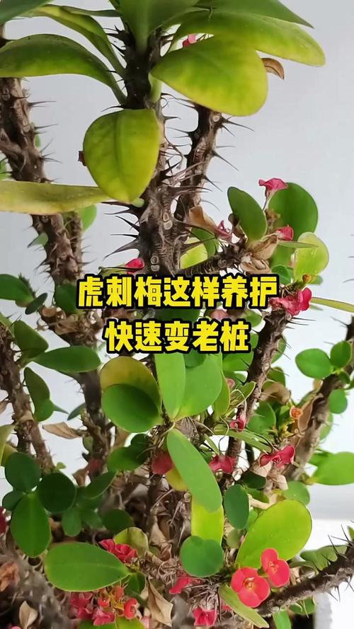 虎刺梅春天怎么养，虎刺梅春季怎么修剪能爆盆?？-第1张图片-优品飞百科