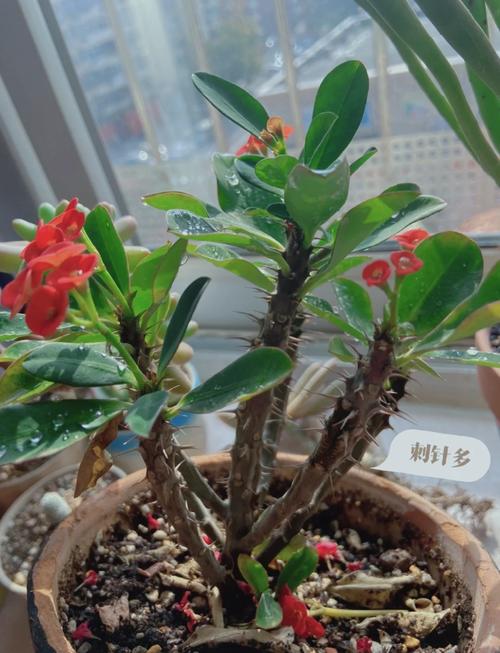 虎刺梅春天怎么养，虎刺梅春季怎么修剪能爆盆?？-第3张图片-优品飞百科