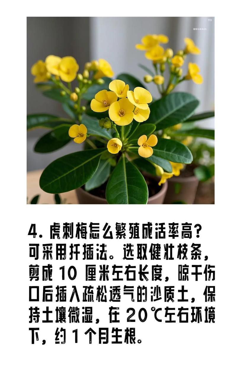 虎刺梅春天怎么养，虎刺梅春季怎么修剪能爆盆?？-第6张图片-优品飞百科