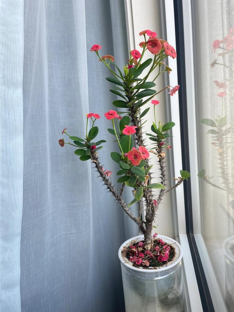 虎刺梅春天怎么养，虎刺梅春季怎么修剪能爆盆?？-第7张图片-优品飞百科