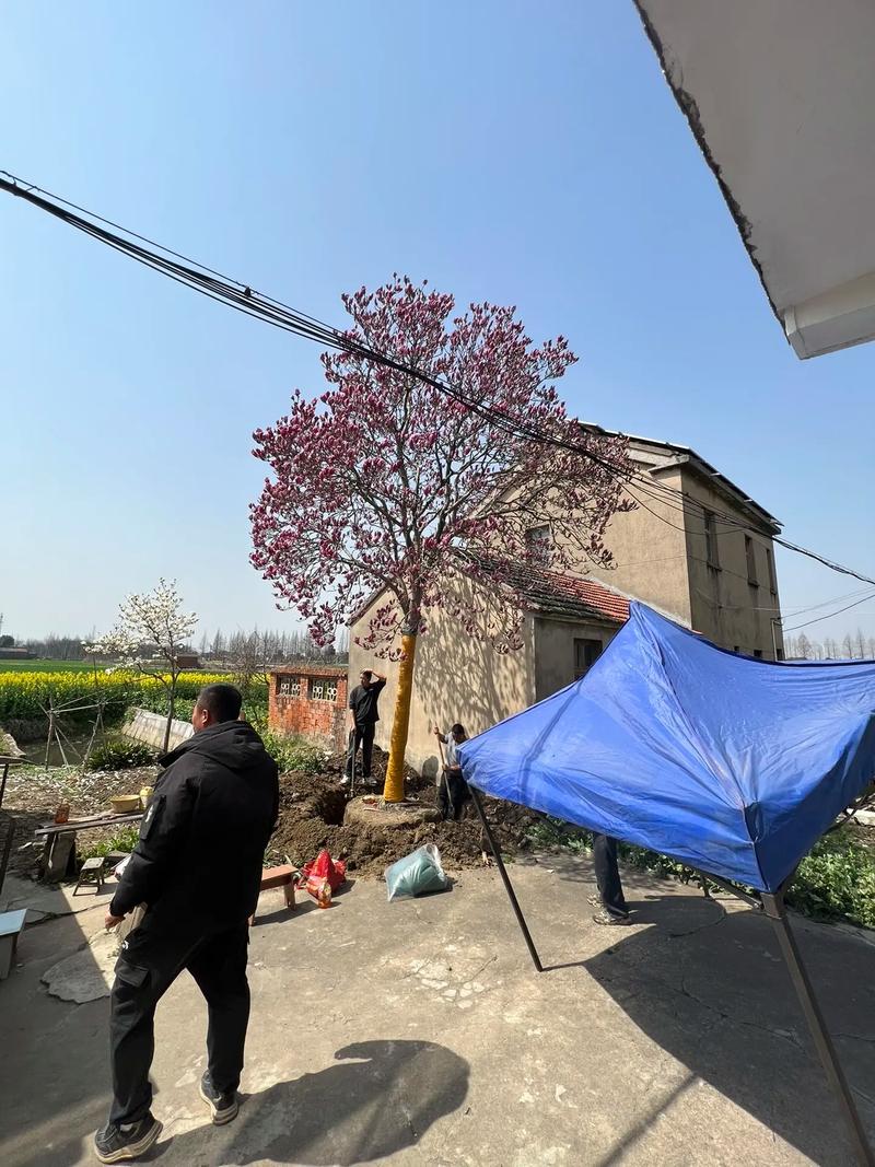 红玉兰该怎么养，红玉兰的种植方法？