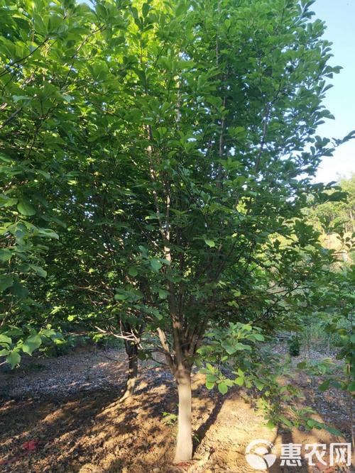 红玉兰该怎么养，红玉兰的种植方法？-第2张图片-优品飞百科