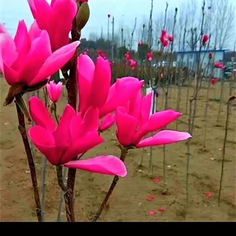 红玉兰该怎么养，红玉兰的种植方法？-第3张图片-优品飞百科