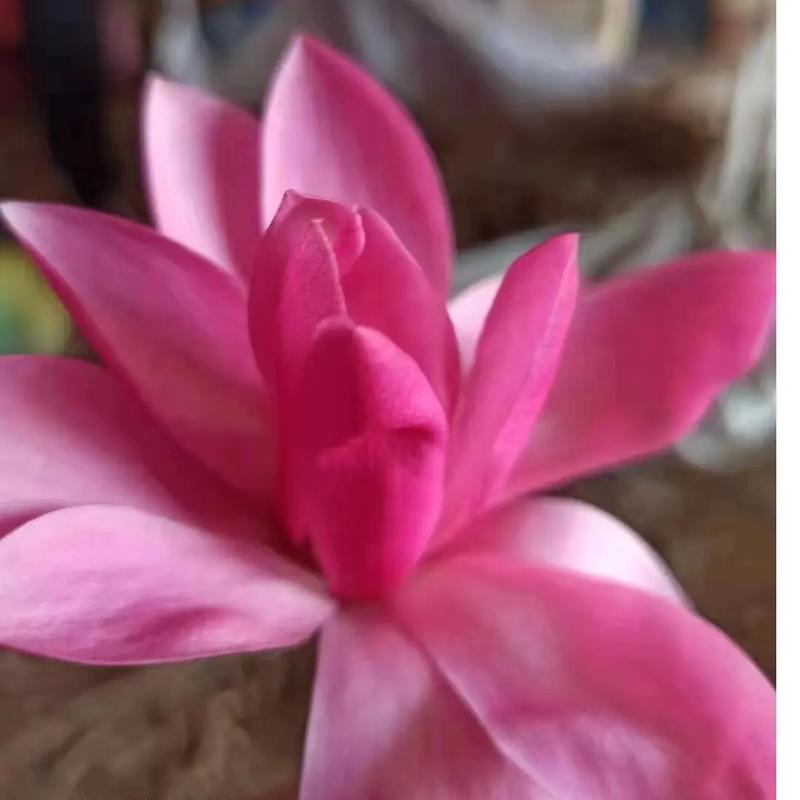 红玉兰该怎么养，红玉兰的种植方法？-第4张图片-优品飞百科