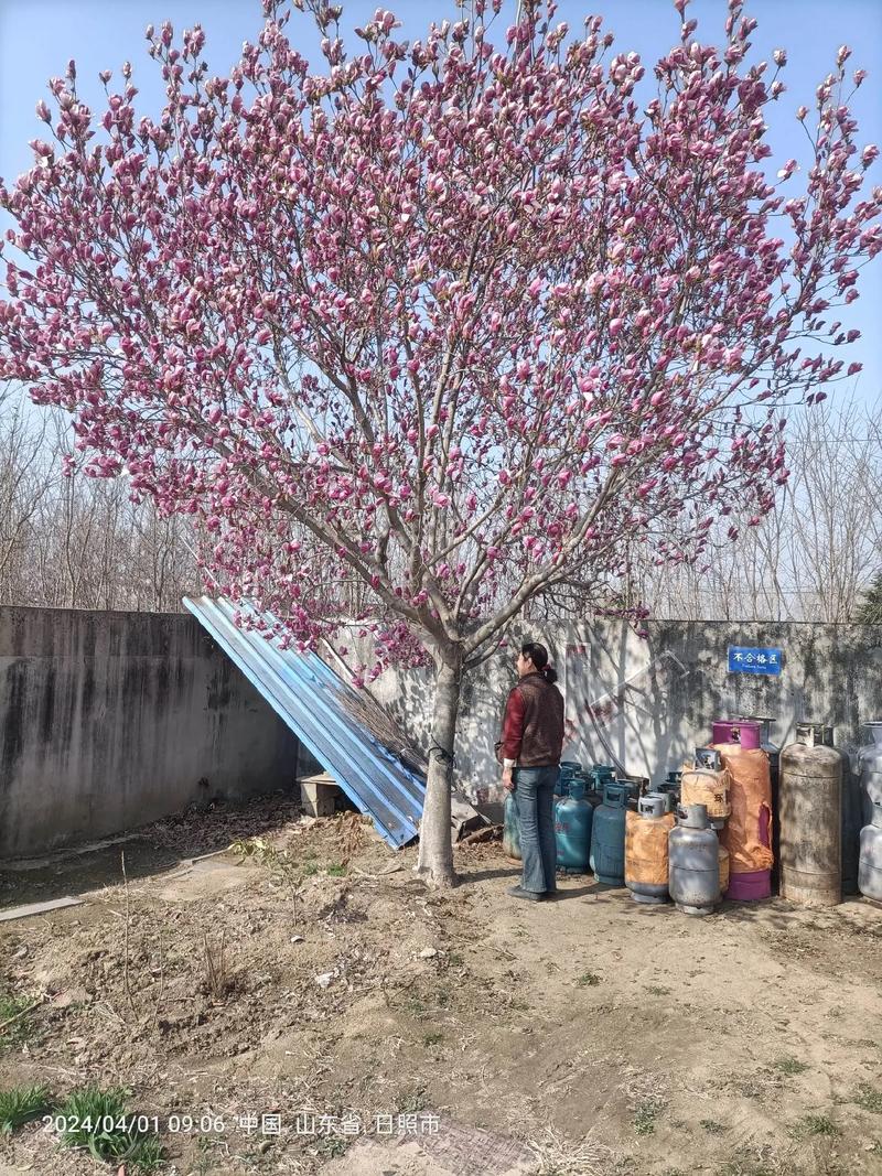 红玉兰该怎么养，红玉兰的种植方法？-第5张图片-优品飞百科