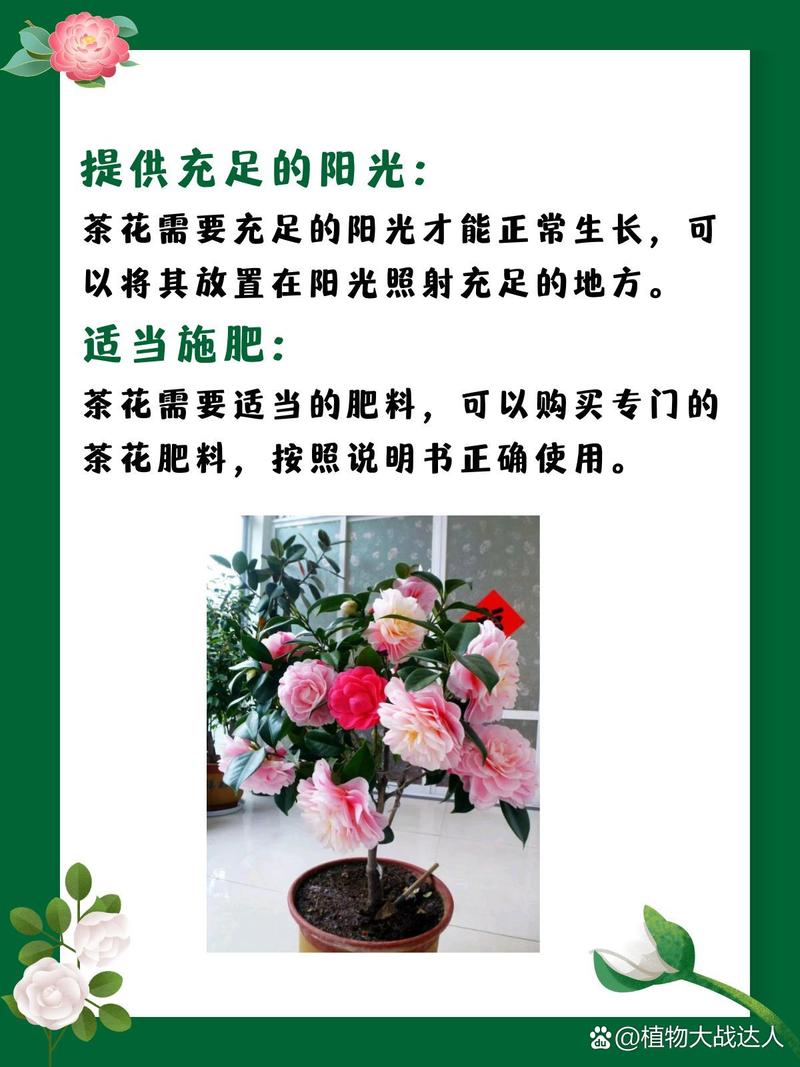 新买的山茶花怎么养，新买的山茶花怎么养护和浇水？-第1张图片-优品飞百科