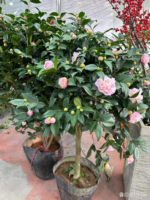 新买的山茶花怎么养，新买的山茶花怎么养护和浇水？-第4张图片-优品飞百科