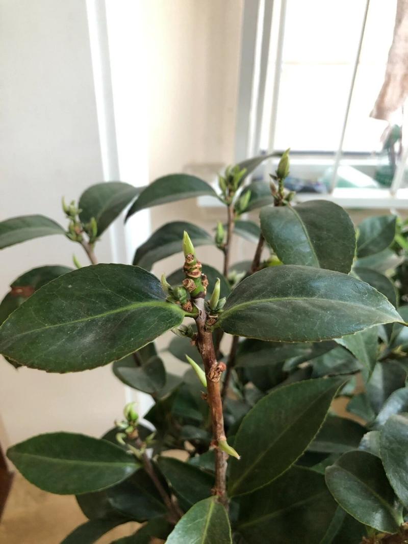 新买的山茶花怎么养，新买的山茶花怎么养护和浇水？-第5张图片-优品飞百科