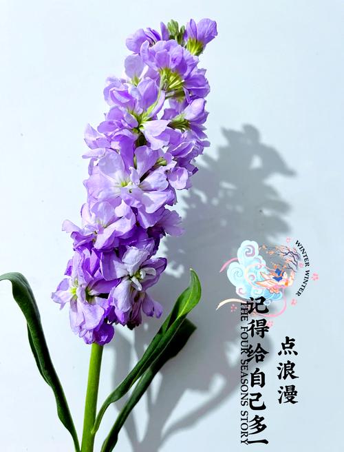 紫罗兰的繁殖方法,紫罗兰怎样繁殖?-第1张图片-优品飞百科 紫罗兰的繁殖方法,紫罗兰怎样繁殖?-第1张图片-优品飞百科