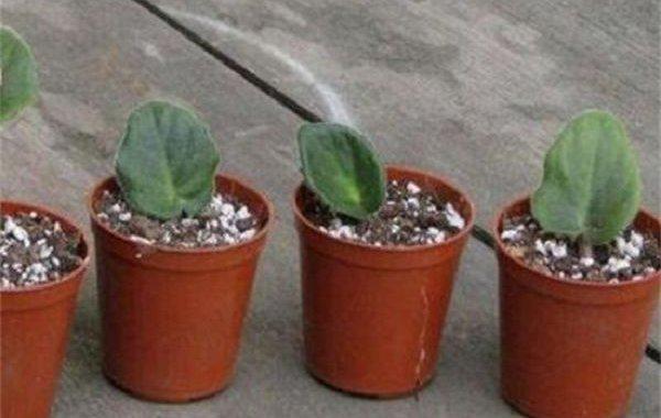 紫罗兰的繁殖方法,紫罗兰怎样繁殖?-第2张图片-优品飞百科 紫罗兰的繁殖方法,紫罗兰怎样繁殖?-第2张图片-优品飞百科