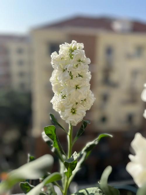 紫罗兰的繁殖方法,紫罗兰怎样繁殖?-第4张图片-优品飞百科 紫罗兰的繁殖方法,紫罗兰怎样繁殖?-第4张图片-优品飞百科