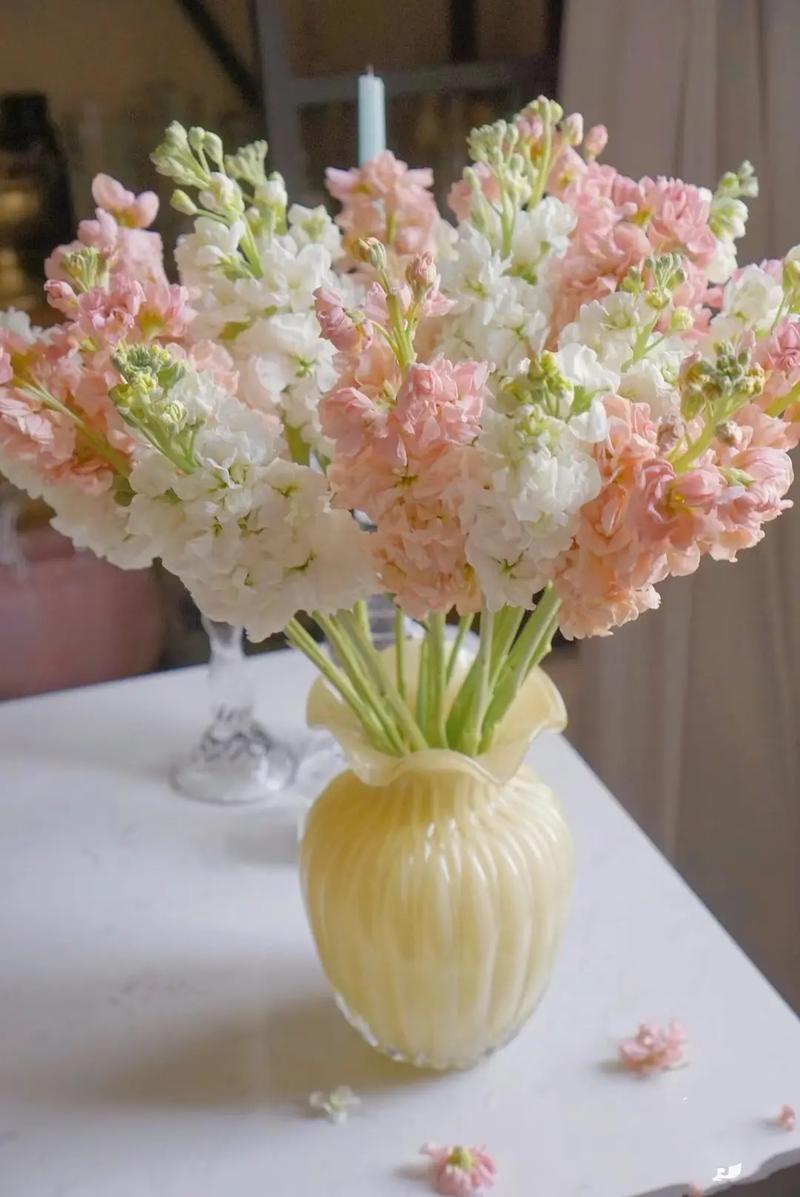 紫罗兰的繁殖方法,紫罗兰怎样繁殖?-第5张图片-优品飞百科 紫罗兰的繁殖方法,紫罗兰怎样繁殖?-第5张图片-优品飞百科