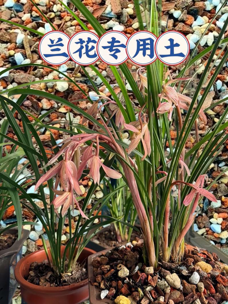 什么土适合家里养兰花,家里养兰花用什么样的土-第1张图片-优品飞百科 什么土适合家里养兰花,家里养兰花用什么样的土-第1张图片-优品飞百科