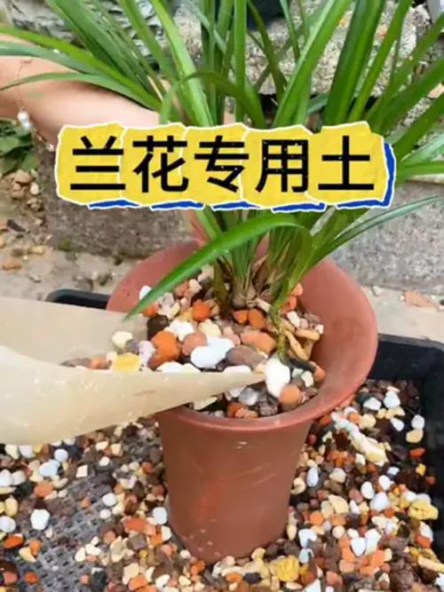 什么土适合家里养兰花,家里养兰花用什么样的土-第2张图片-优品飞百科 什么土适合家里养兰花,家里养兰花用什么样的土-第2张图片-优品飞百科