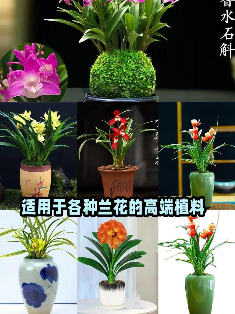 什么土适合家里养兰花,家里养兰花用什么样的土-第5张图片-优品飞百科 什么土适合家里养兰花,家里养兰花用什么样的土-第5张图片-优品飞百科