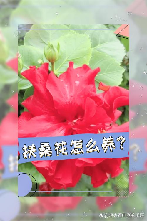 扶桑花的养殖方法？扶桑花的养殖方法扦插？-第1张图片-优品飞百科