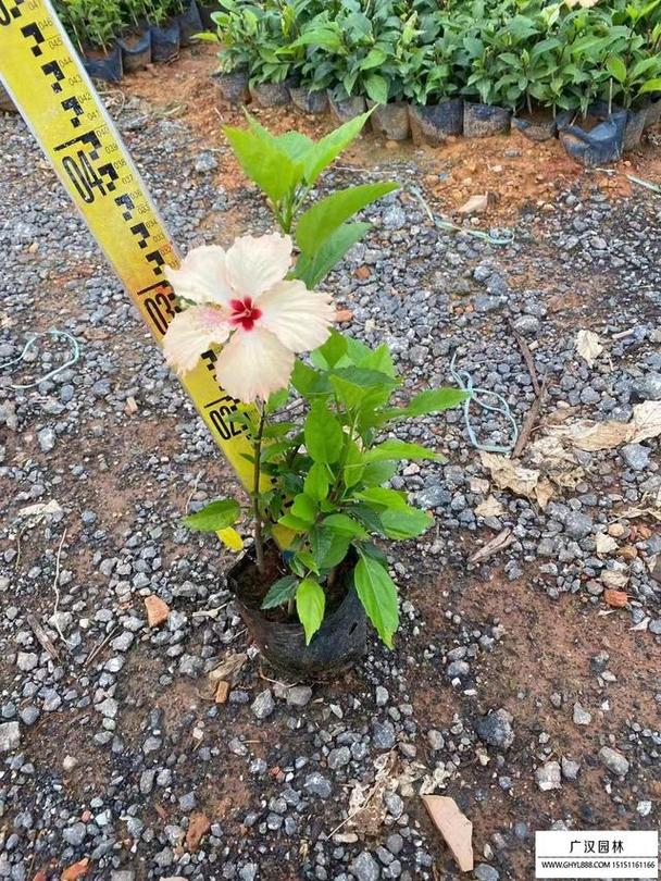 扶桑花的养殖方法？扶桑花的养殖方法扦插？-第3张图片-优品飞百科