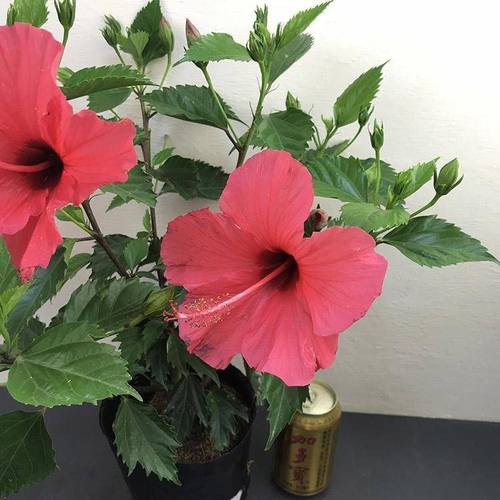 扶桑花的养殖方法？扶桑花的养殖方法扦插？-第4张图片-优品飞百科