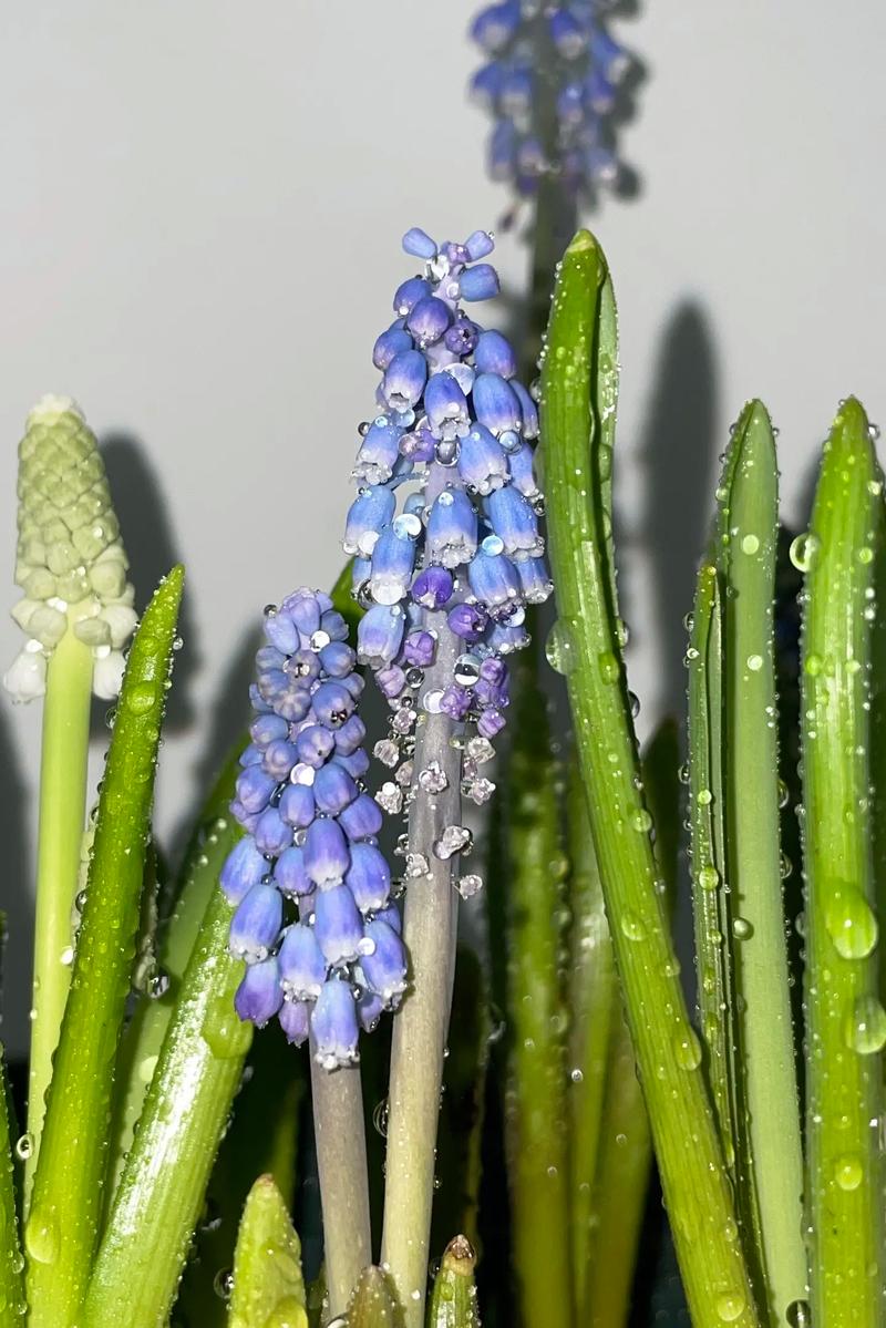 葡萄风信子几月开花?葡萄风信子种植时间?-第1张图片-优品飞百科 葡萄风信子几月开花?葡萄风信子种植时间?-第1张图片-优品飞百科