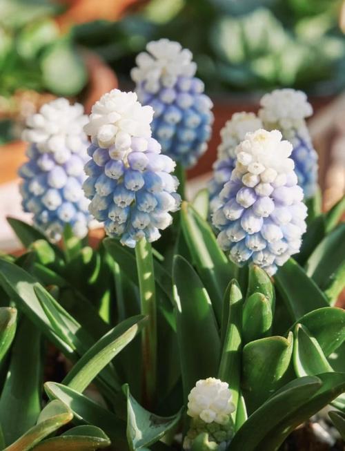 葡萄风信子几月开花?葡萄风信子种植时间?-第2张图片-优品飞百科 葡萄风信子几月开花?葡萄风信子种植时间?-第2张图片-优品飞百科