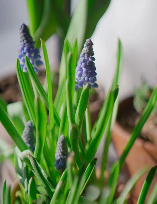葡萄风信子几月开花?葡萄风信子种植时间?-第3张图片-优品飞百科 葡萄风信子几月开花?葡萄风信子种植时间?-第3张图片-优品飞百科