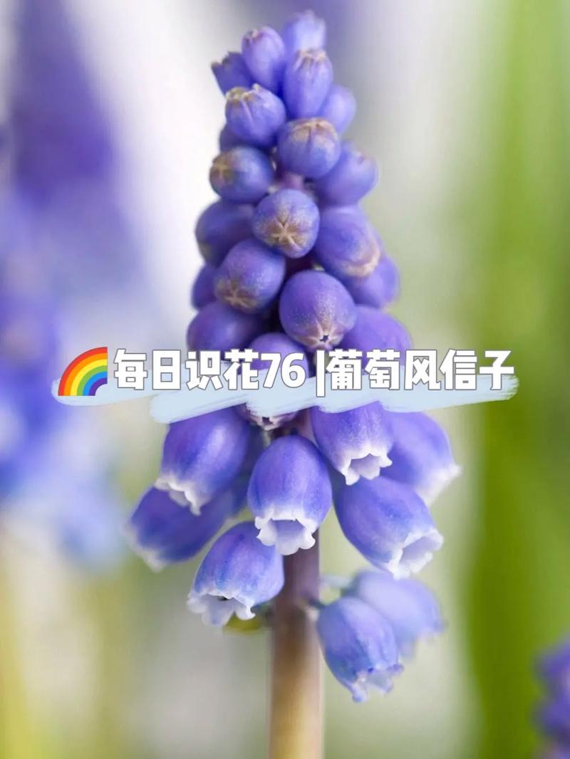 葡萄风信子几月开花?葡萄风信子种植时间?-第5张图片-优品飞百科 葡萄风信子几月开花?葡萄风信子种植时间?-第5张图片-优品飞百科