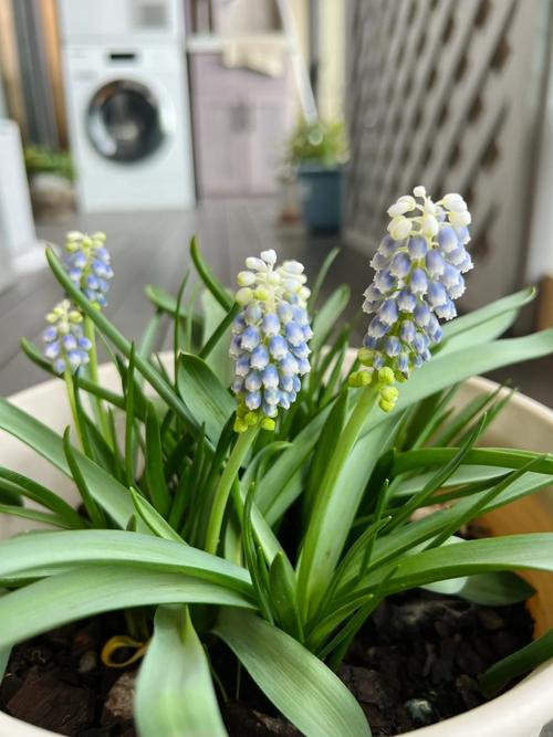 葡萄风信子几月开花?葡萄风信子种植时间?-第6张图片-优品飞百科 葡萄风信子几月开花?葡萄风信子种植时间?-第6张图片-优品飞百科