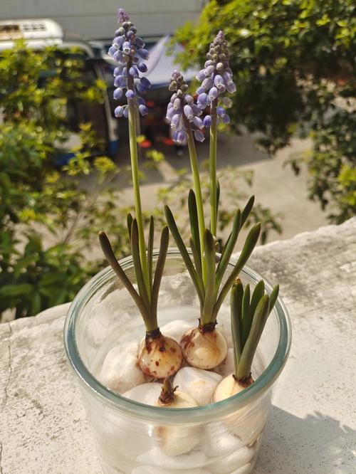 葡萄风信子几月开花?葡萄风信子种植时间?-第7张图片-优品飞百科 葡萄风信子几月开花?葡萄风信子种植时间?-第7张图片-优品飞百科