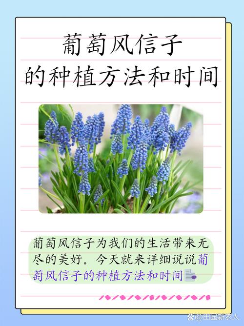 葡萄风信子几月开花?葡萄风信子种植时间?-第8张图片-优品飞百科 葡萄风信子几月开花?葡萄风信子种植时间?-第8张图片-优品飞百科