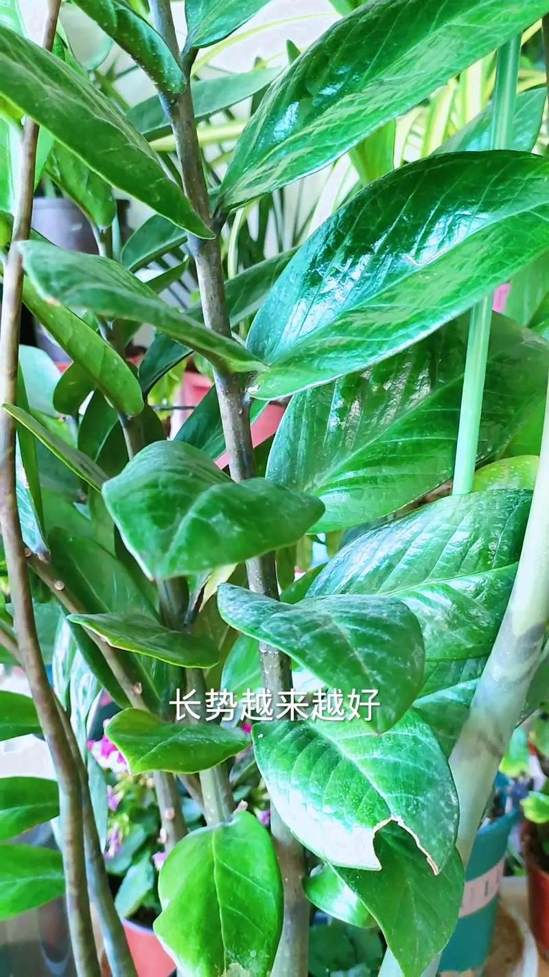 金钱树浇什么水好?金钱树浇什么水长得最旺?-第2张图片-优品飞百科 金钱树浇什么水好?金钱树浇什么水长得最旺?-第2张图片-优品飞百科