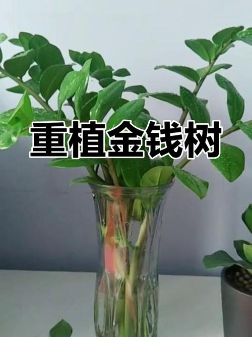 金钱树浇什么水好?金钱树浇什么水长得最旺?-第3张图片-优品飞百科 金钱树浇什么水好?金钱树浇什么水长得最旺?-第3张图片-优品飞百科