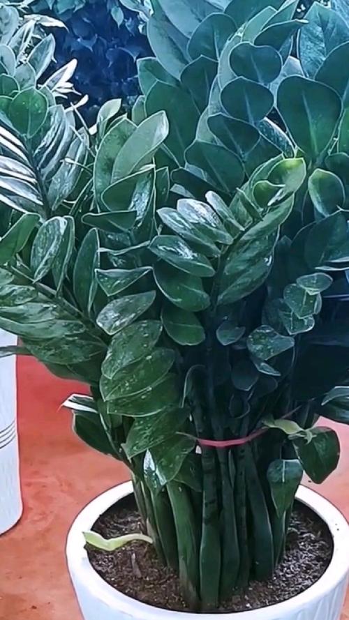 金钱树浇什么水好?金钱树浇什么水长得最旺?-第4张图片-优品飞百科 金钱树浇什么水好?金钱树浇什么水长得最旺?-第4张图片-优品飞百科