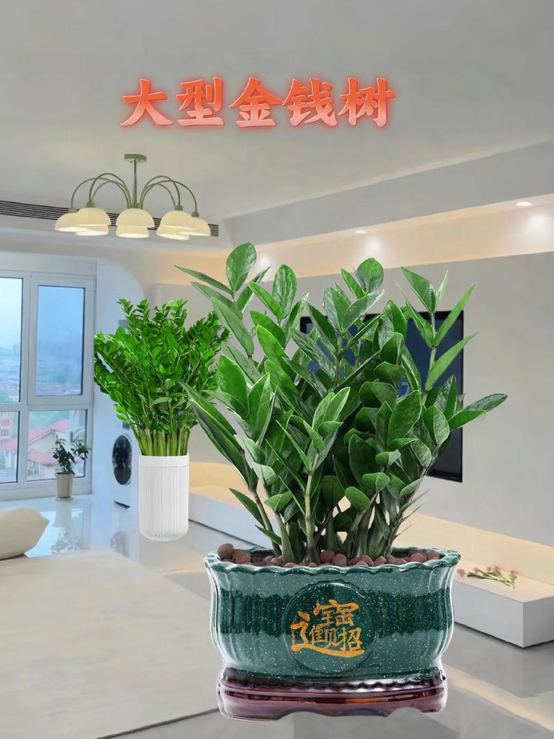 金钱树浇什么水好?金钱树浇什么水长得最旺?-第5张图片-优品飞百科 金钱树浇什么水好?金钱树浇什么水长得最旺?-第5张图片-优品飞百科