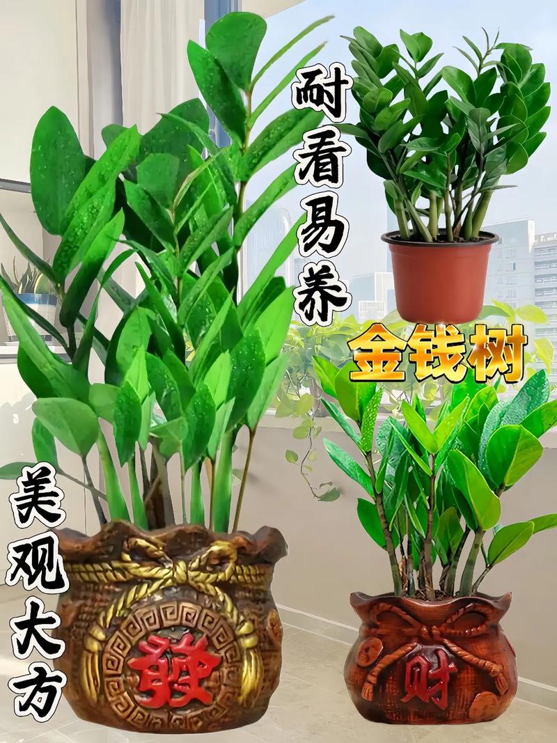 金钱树浇什么水好?金钱树浇什么水长得最旺?-第6张图片-优品飞百科 金钱树浇什么水好?金钱树浇什么水长得最旺?-第6张图片-优品飞百科