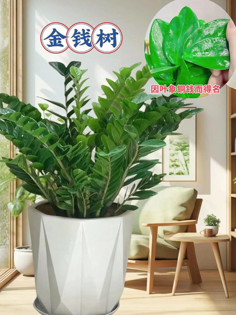 金钱树浇什么水好?金钱树浇什么水长得最旺?-第8张图片-优品飞百科 金钱树浇什么水好?金钱树浇什么水长得最旺?-第8张图片-优品飞百科