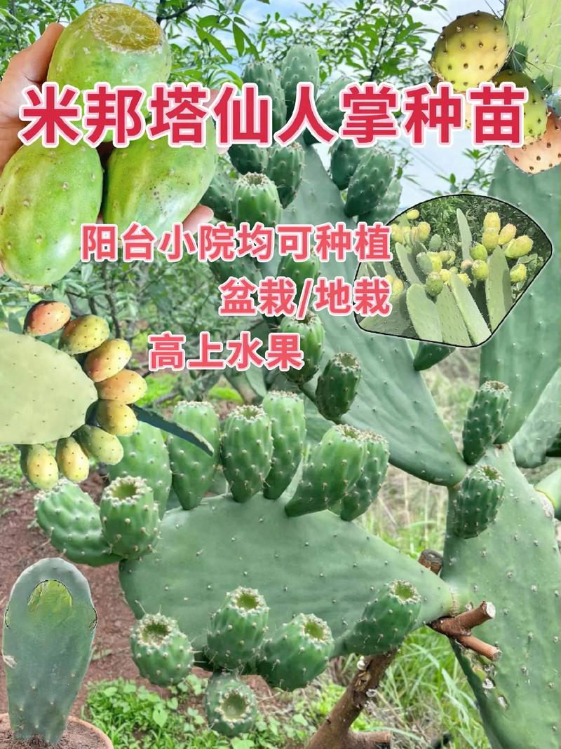 仙人球秋天怎么养，仙人球秋天怎么养护-第2张图片-优品飞百科