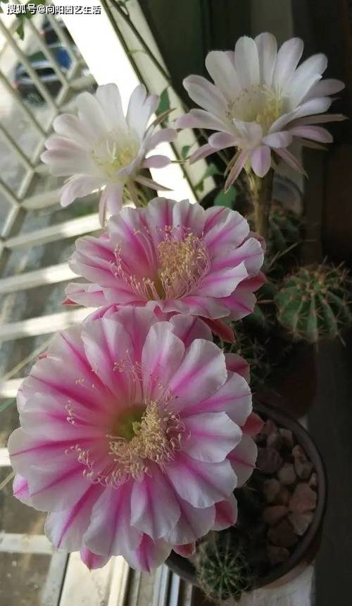 仙人球秋天怎么养，仙人球秋天怎么养护-第1张图片-优品飞百科