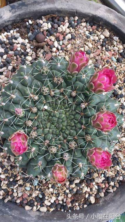 仙人球秋天怎么养，仙人球秋天怎么养护-第5张图片-优品飞百科