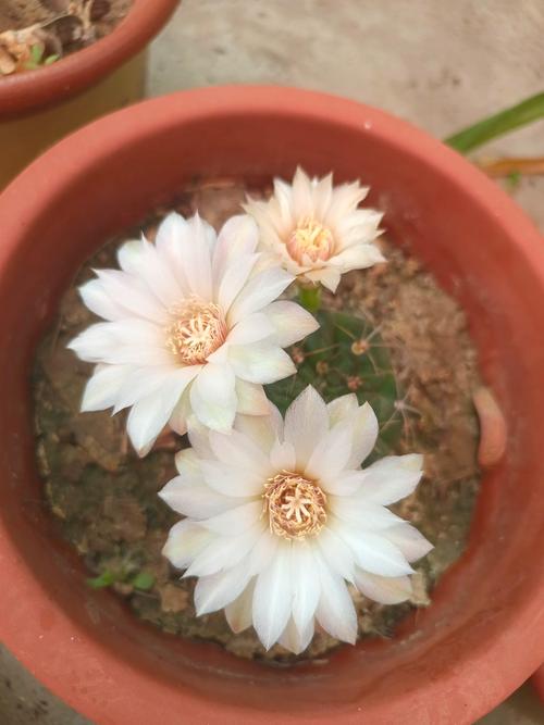 仙人球秋天怎么养，仙人球秋天怎么养护-第6张图片-优品飞百科