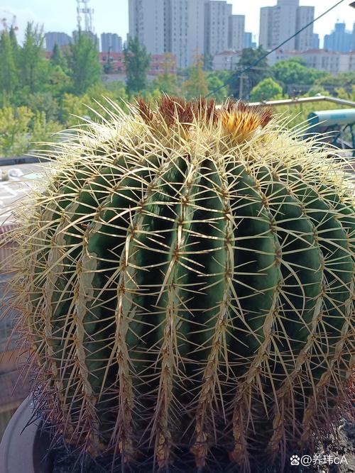 仙人球秋天怎么养，仙人球秋天怎么养护-第8张图片-优品飞百科