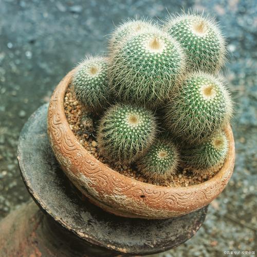 仙人球秋天怎么养，仙人球秋天怎么养护-第7张图片-优品飞百科