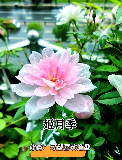 小盆栽月季花怎么养殖，小盆栽月季花图片大全-第1张图片-优品飞百科