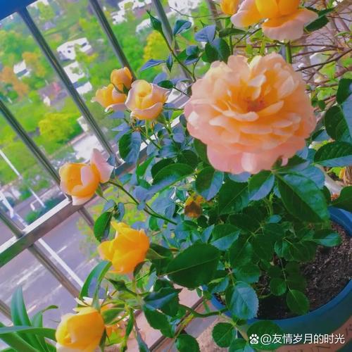 小盆栽月季花怎么养殖，小盆栽月季花图片大全-第2张图片-优品飞百科