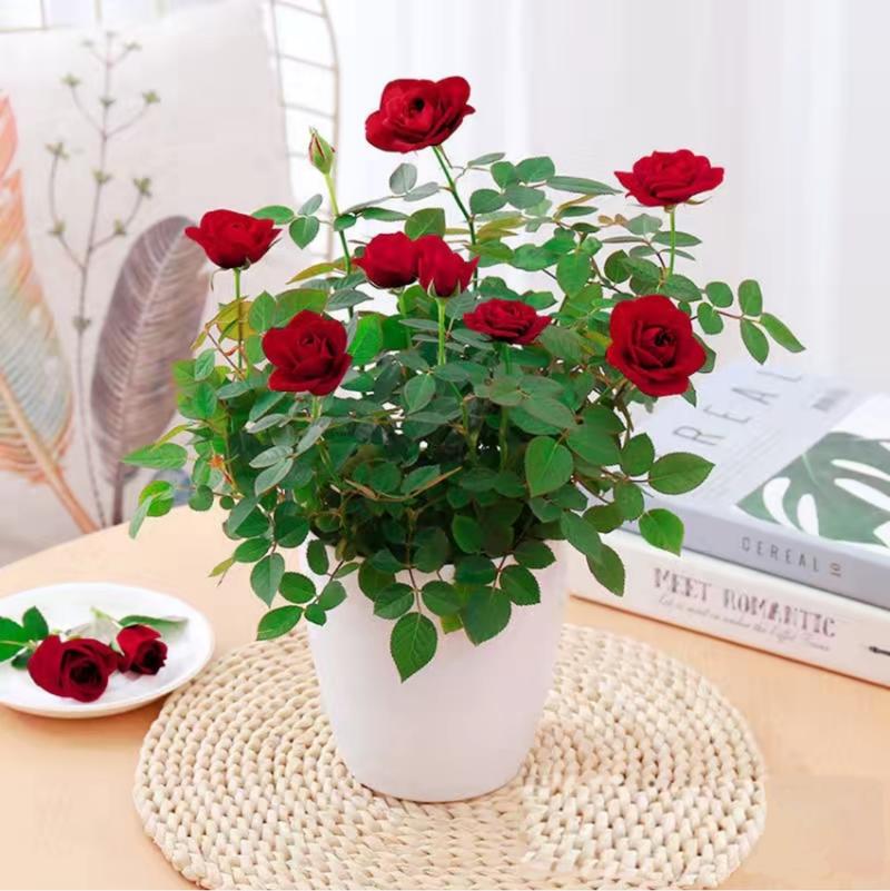 小盆栽月季花怎么养殖，小盆栽月季花图片大全-第3张图片-优品飞百科