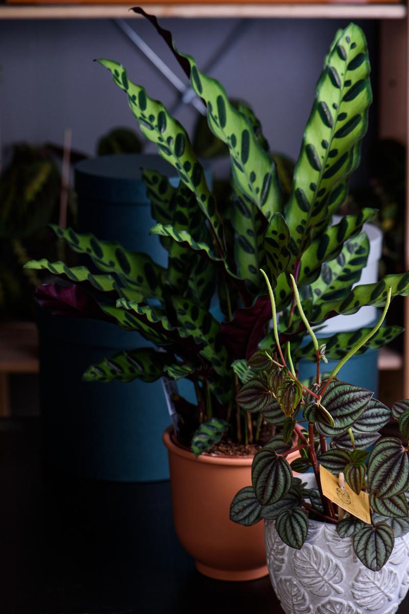 紫荆的冬天养殖禁忌，紫荆冬季图片？